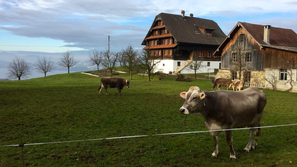 Kühe stehen auf einer Weide bei Weggis