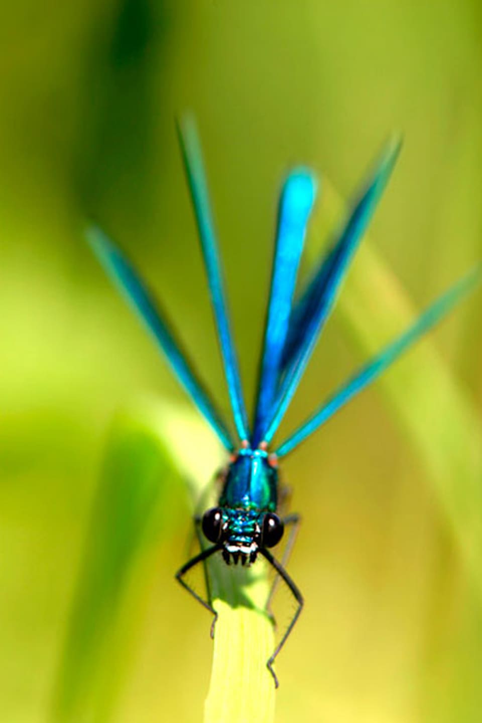Libelle auf einem Grassstengel.