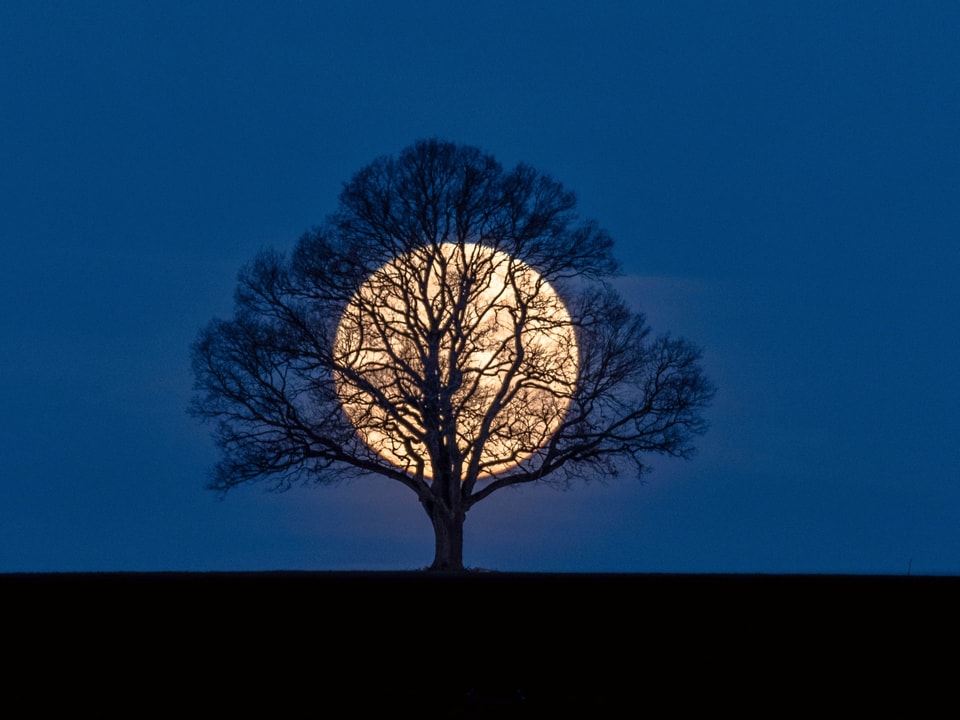 Im Vordergurnd eine Baum, dahinter leuchte der weisslich gelbe Mond.