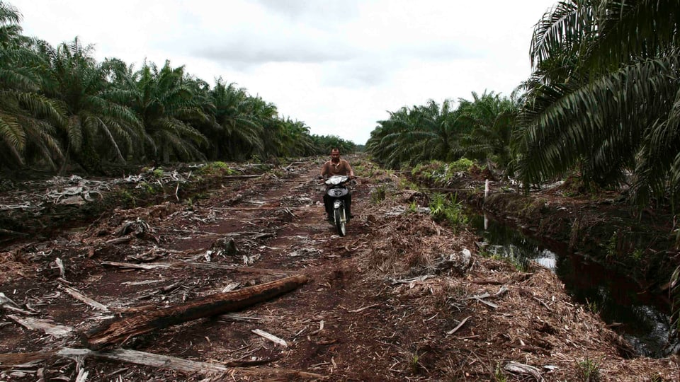 A villager rides a motorcycle on a palm oil plantation in Indonesia.