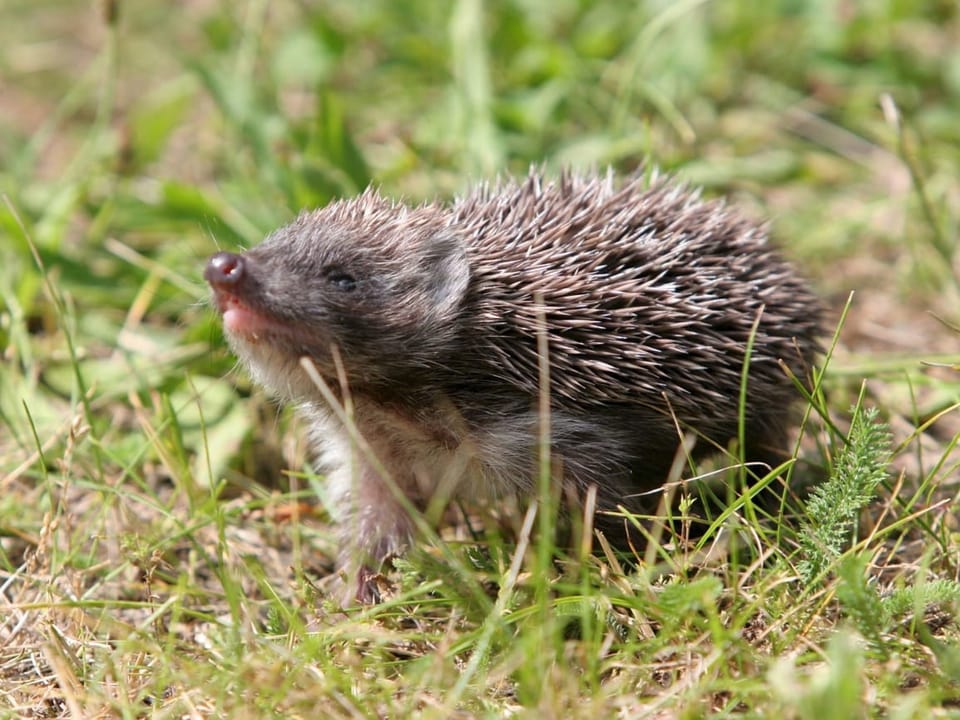 Kleiner Igel streckt die Nase in die Luft