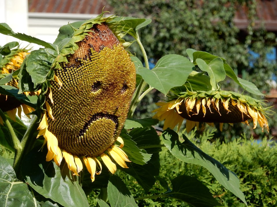 Eine Sonnenblume bei der die Körner so fehlen, dass sie traurig aussieht - mit den Mundwinkeln nach unten. Da half auch der Sonnenschein nicht mehr.