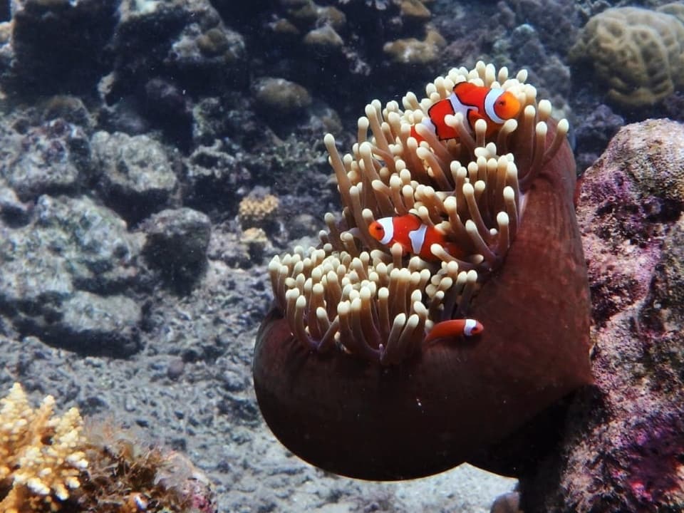 Drei unterschiedlich grosse Clownfische verstecken sich in einer Anemone.