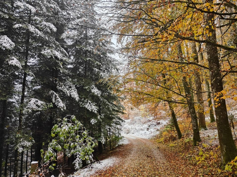 Beringen/SH Schnee im Wald.