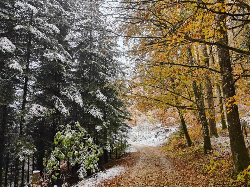 Schnee im Wald.