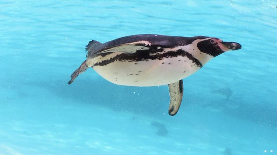 Pinguin schwimmt in einem Becken