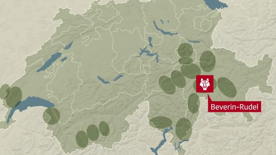 Karte mit den Gebieten, in denen Wolfsrudel unterwegs sind.