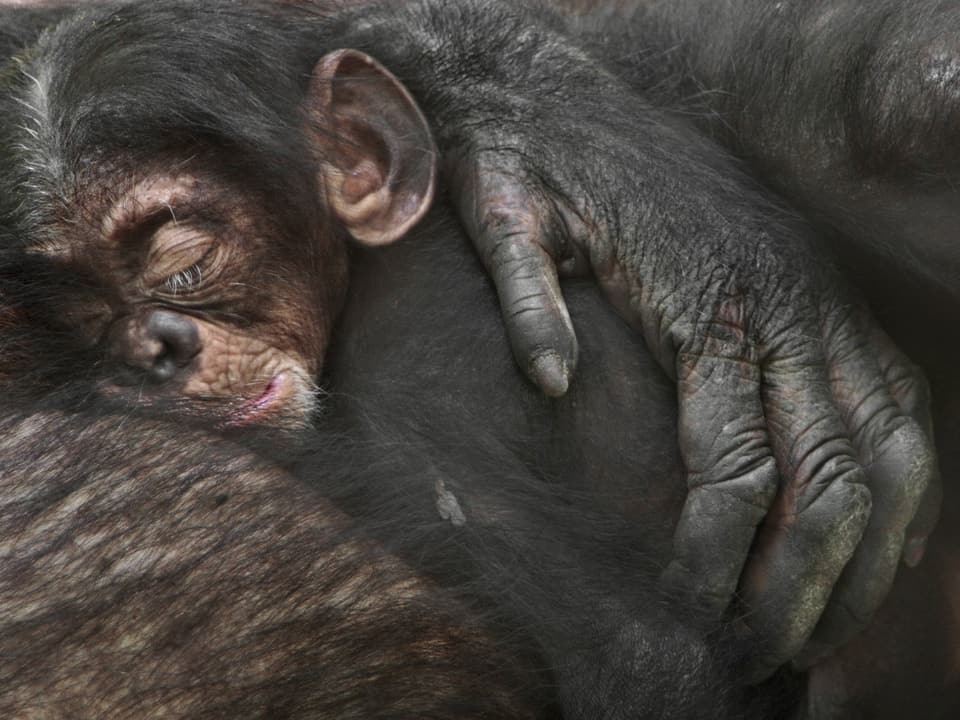 Ein Schimpansenbaby auf dem Bauch der Mutter. 