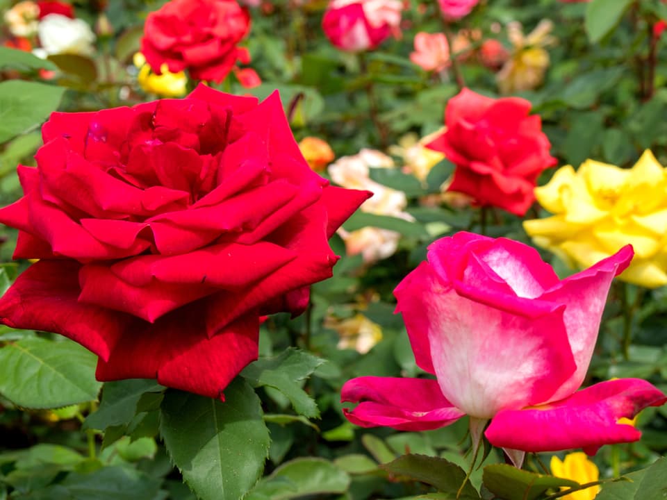 Blühende Rosen im Rosengarten in Rapperswil. 