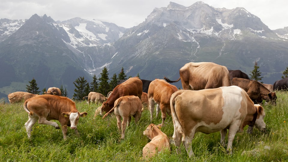 Mutter- und Jungkühe auf einer Alpwiese, im Hintergrund hohe Berge.