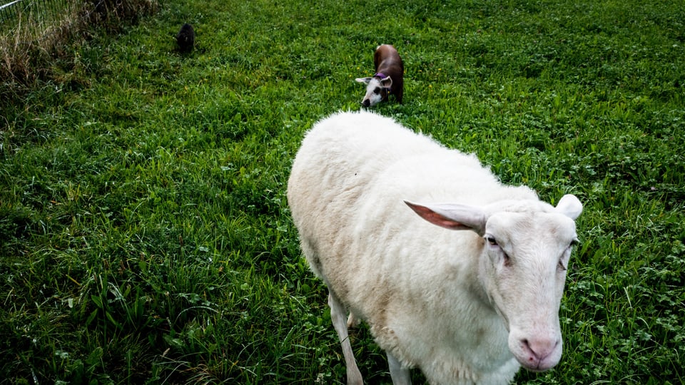 Schaf und Säuli im Gras