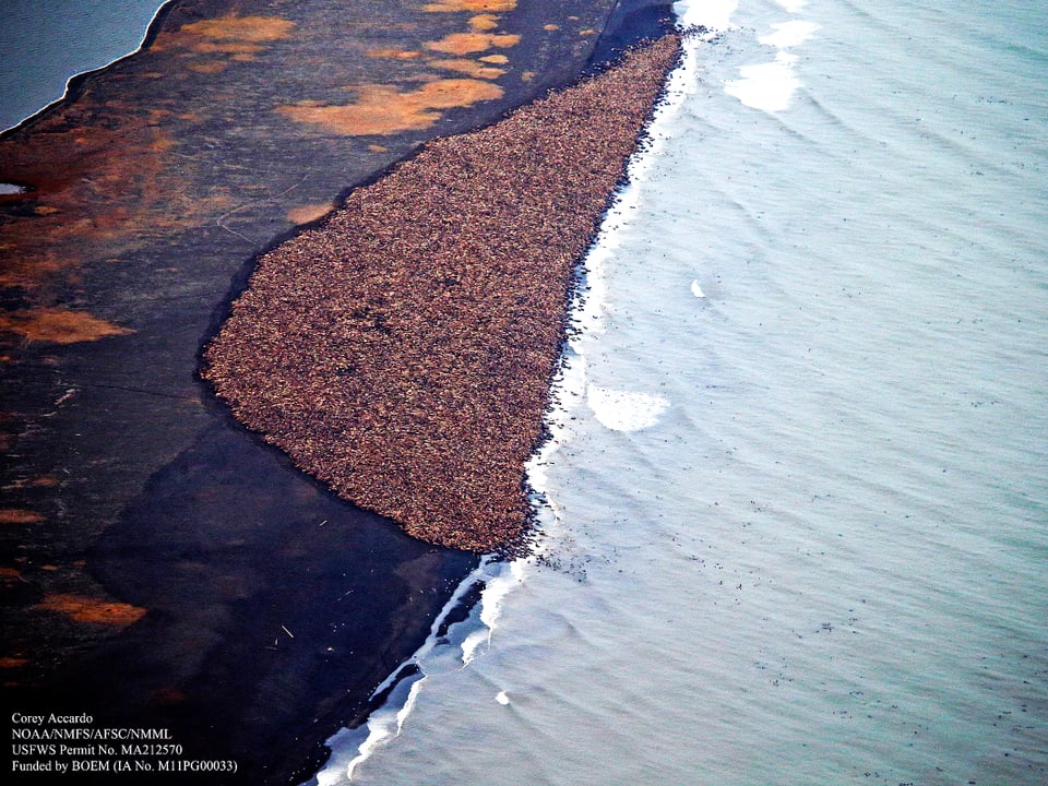 Luftsaufnahme der Walrosse auf der Landzunge in Alaska.