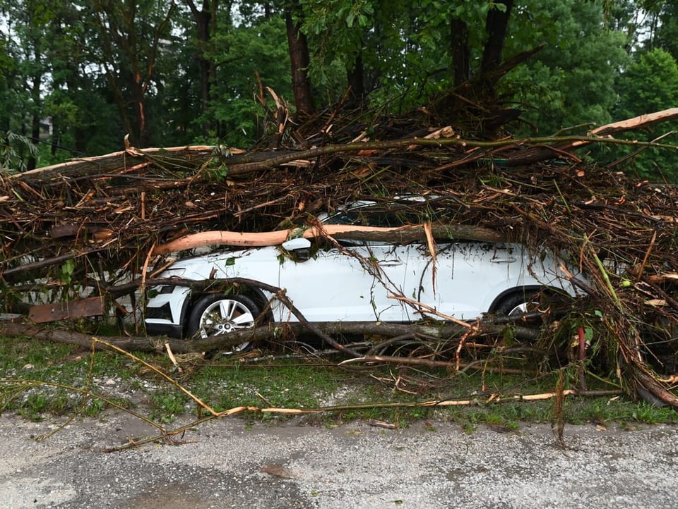 Umgestürzter Baum auf Auto.
