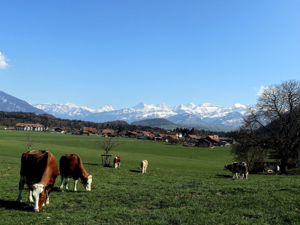 Kühe grasen auf einer zart grünen Wiese, der Himmel ist blau, im Hintergrund verschneite Berge.
