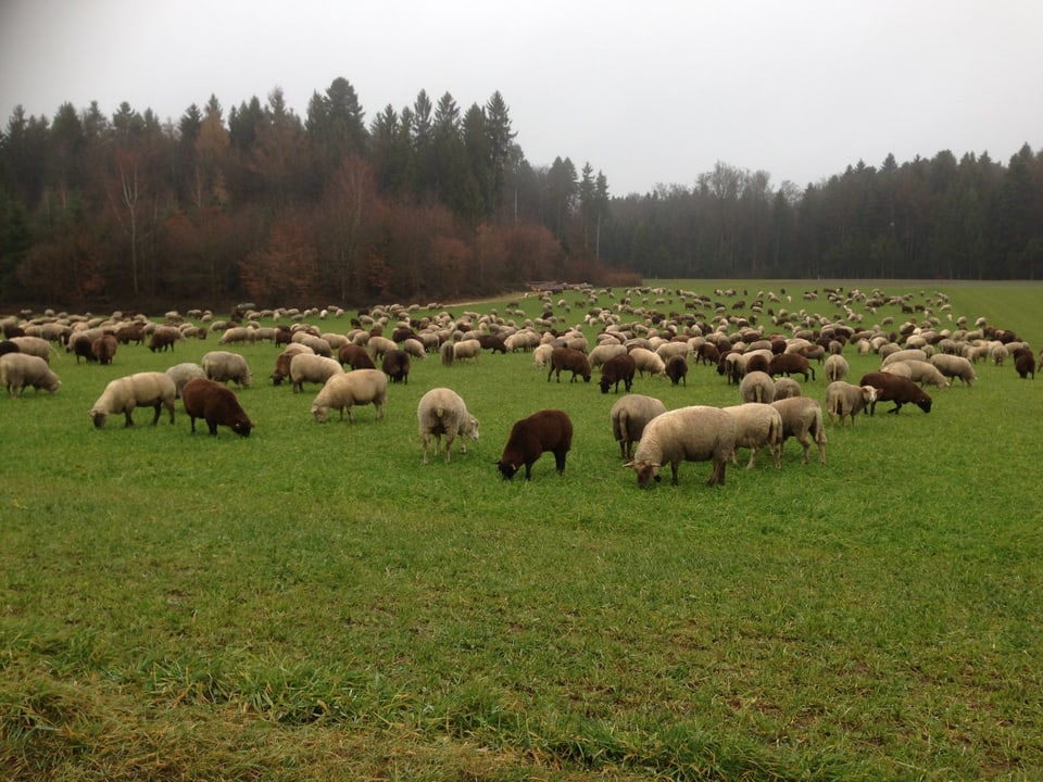Eine Schafherde auf einer grünen Wiese im Mittelland.
