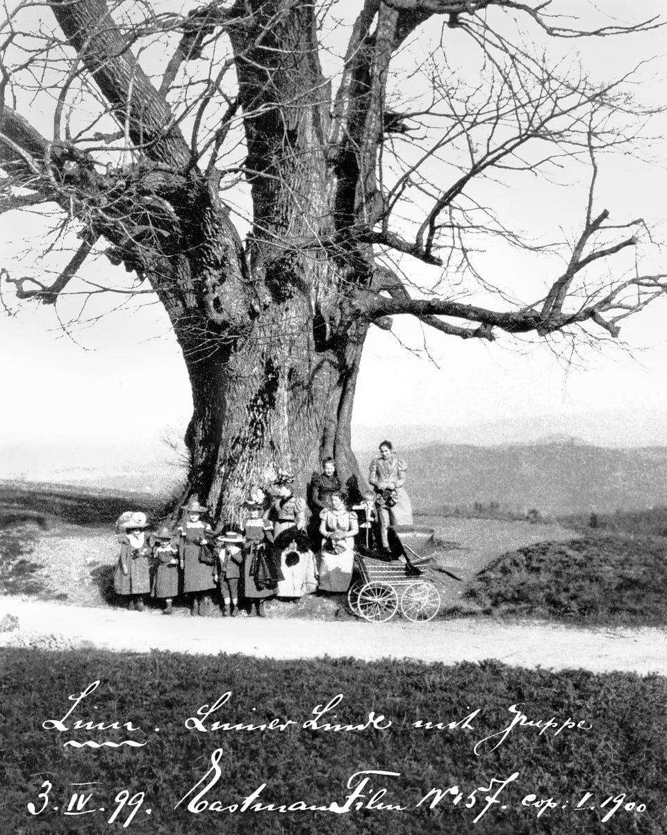 Die Linde von Linn auf einer Postkarte von 1899.