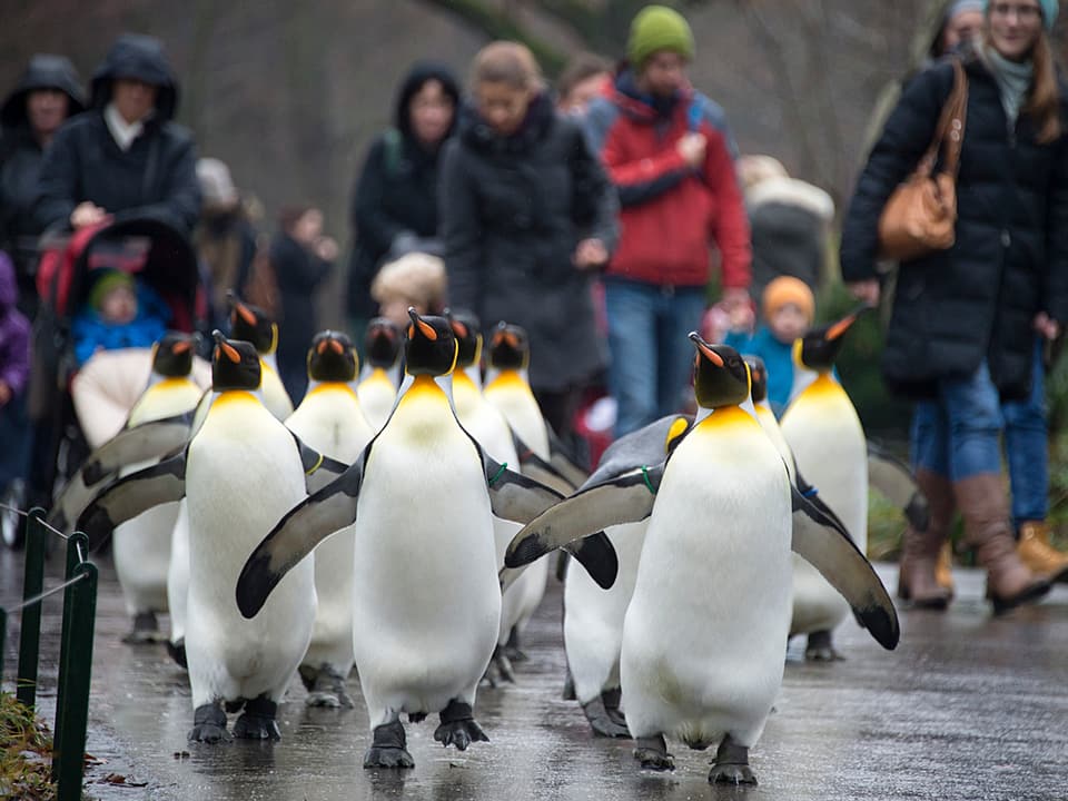 Die Pinguine laufen frei auf den Gehwegen herum. Alle beisammen als eine Gruppe.