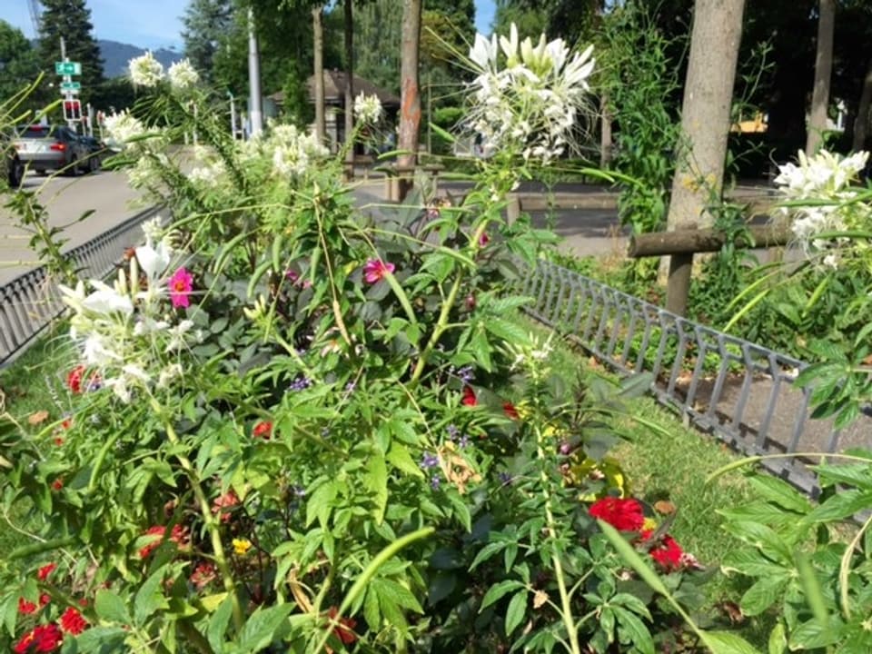 Blumenrabatte in der Stadt Zürich