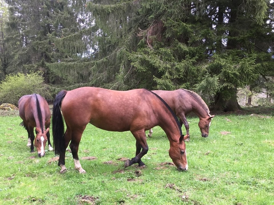 Freiberger Pferde grasen auf einer Wiese am Waldrand.