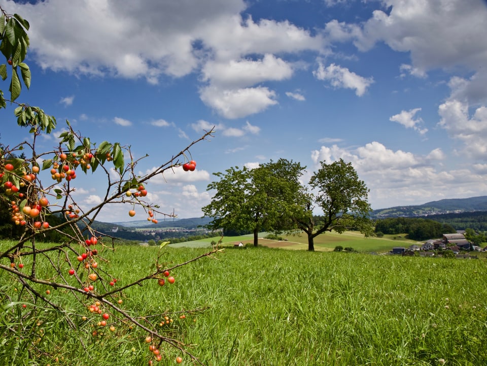 Auenstein/AG: Eine Wiese mit Kirschbaum, die Kirschen sind teils reif, das Gras steht hoch, es herrscht schönes Juniwetter.