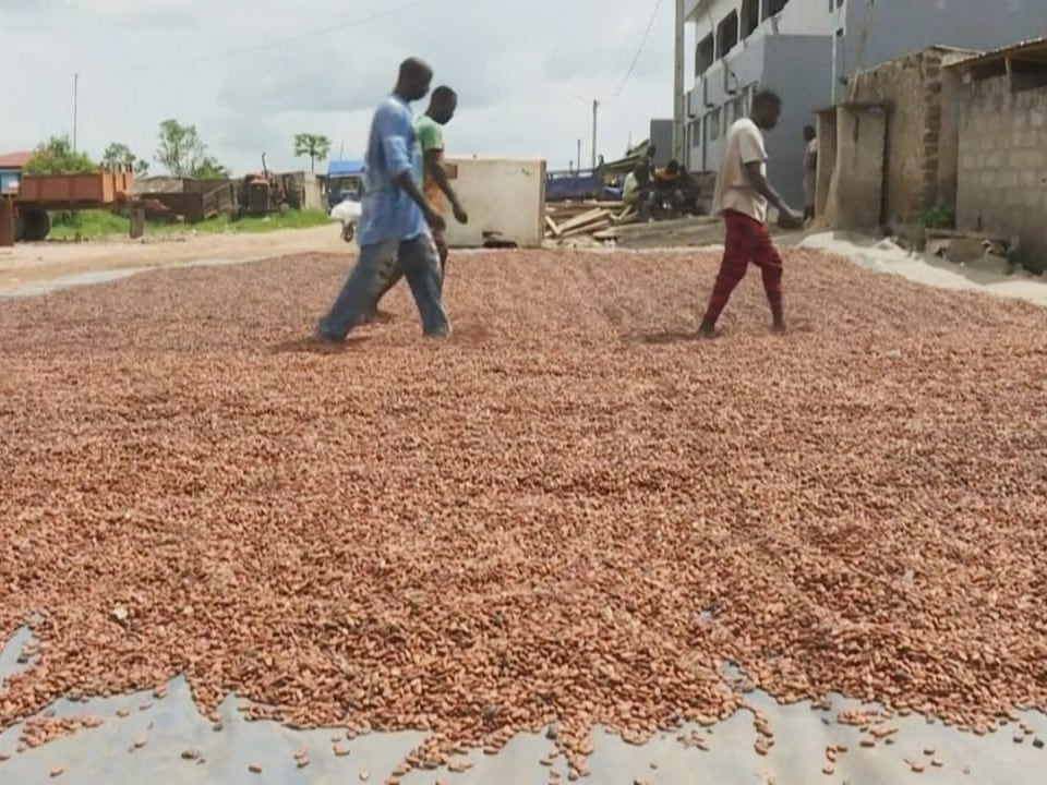 Auch das Trocknen der Kakao-Bohnen verlief wegen der mangelhaften Wetterlage beschwehrlich.