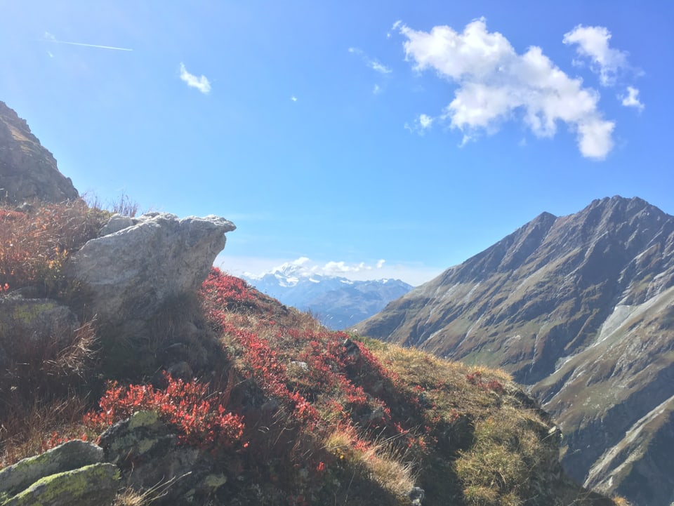 Oberwallis: Sicht vom Foggenhorn, rotgefärbe Heidelbeerensträuche