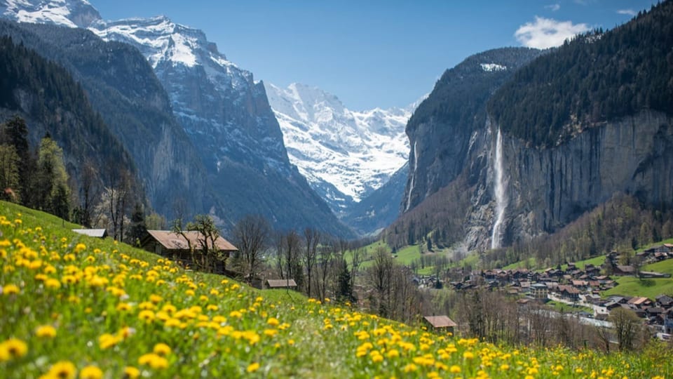 Blumenwiese mit Blick in ein Tal mit einem Wasserfall und verschneiten Bergen im Hintergrund.