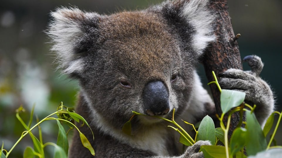 Ein Koala in der Natur in Australien.