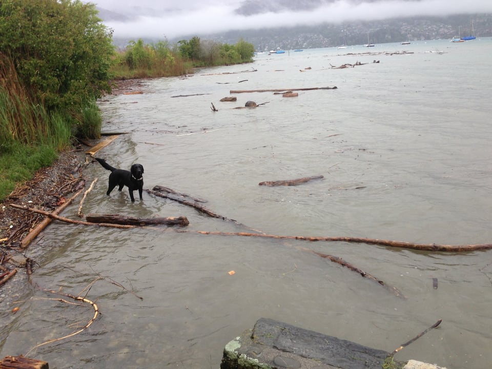 Ein Hund steht im Wasser des Thunersees, der Hochwasser führt.