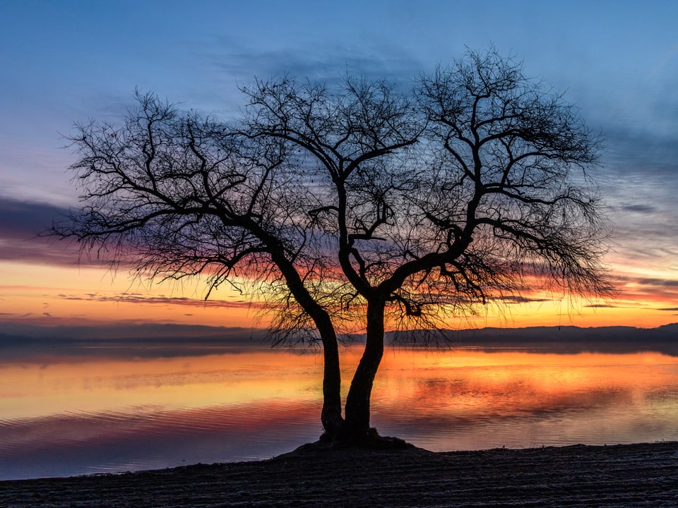 Baum in der Morgendämmerung am See