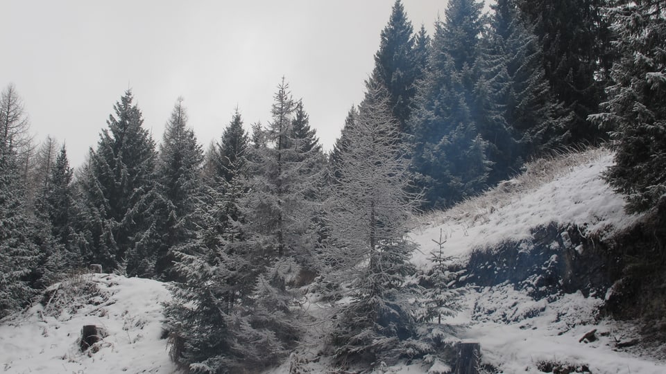 Winterwald