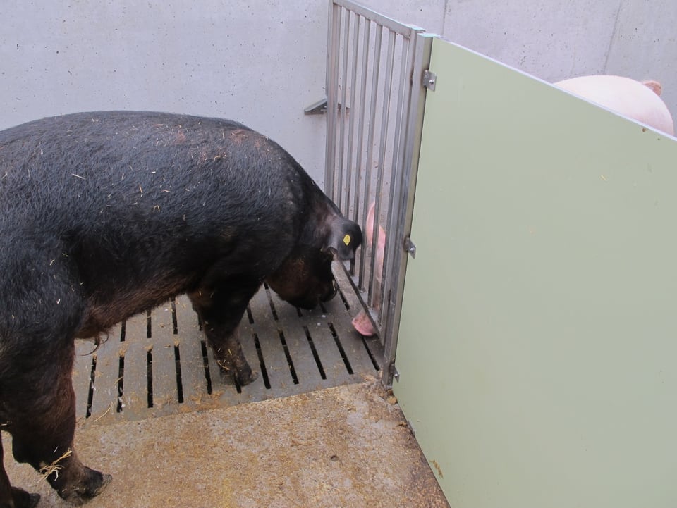 Ein Eber im Stall, daneben ein Schwein, das seinen Kopf durch die Gitterstäbe einer Stalltüre streckt.