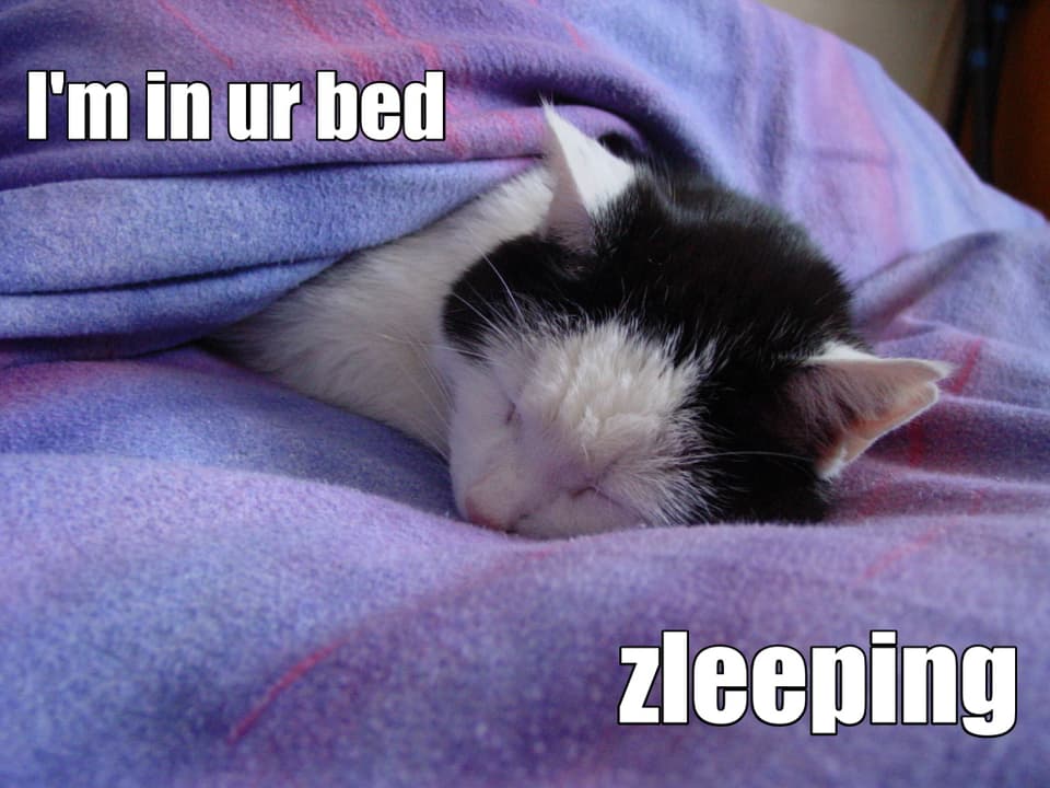Eine Katze schläft in einem Bett