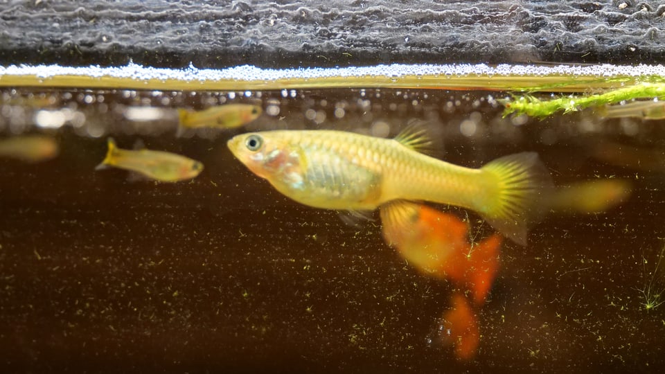 Goldfische in einem Aquarium.