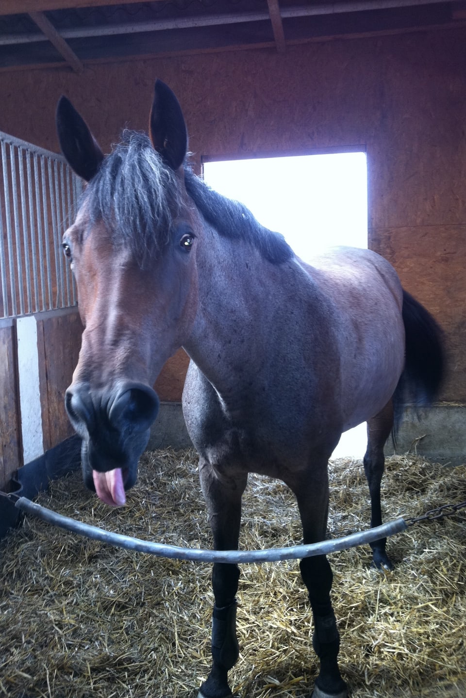 Pferd streckt die Zunge heraus.