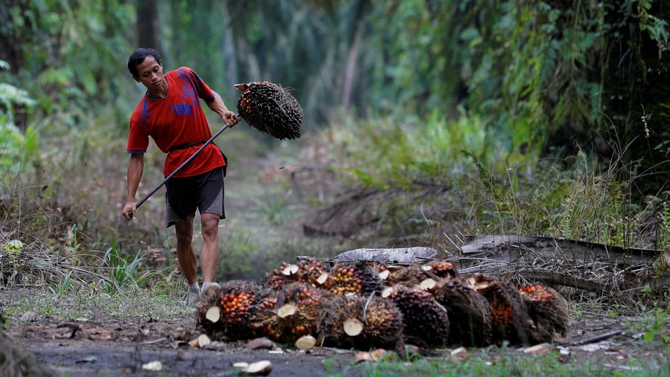 A man collects bunches of fresh fruit during harvest at a palm oil plantation in Indonesia.