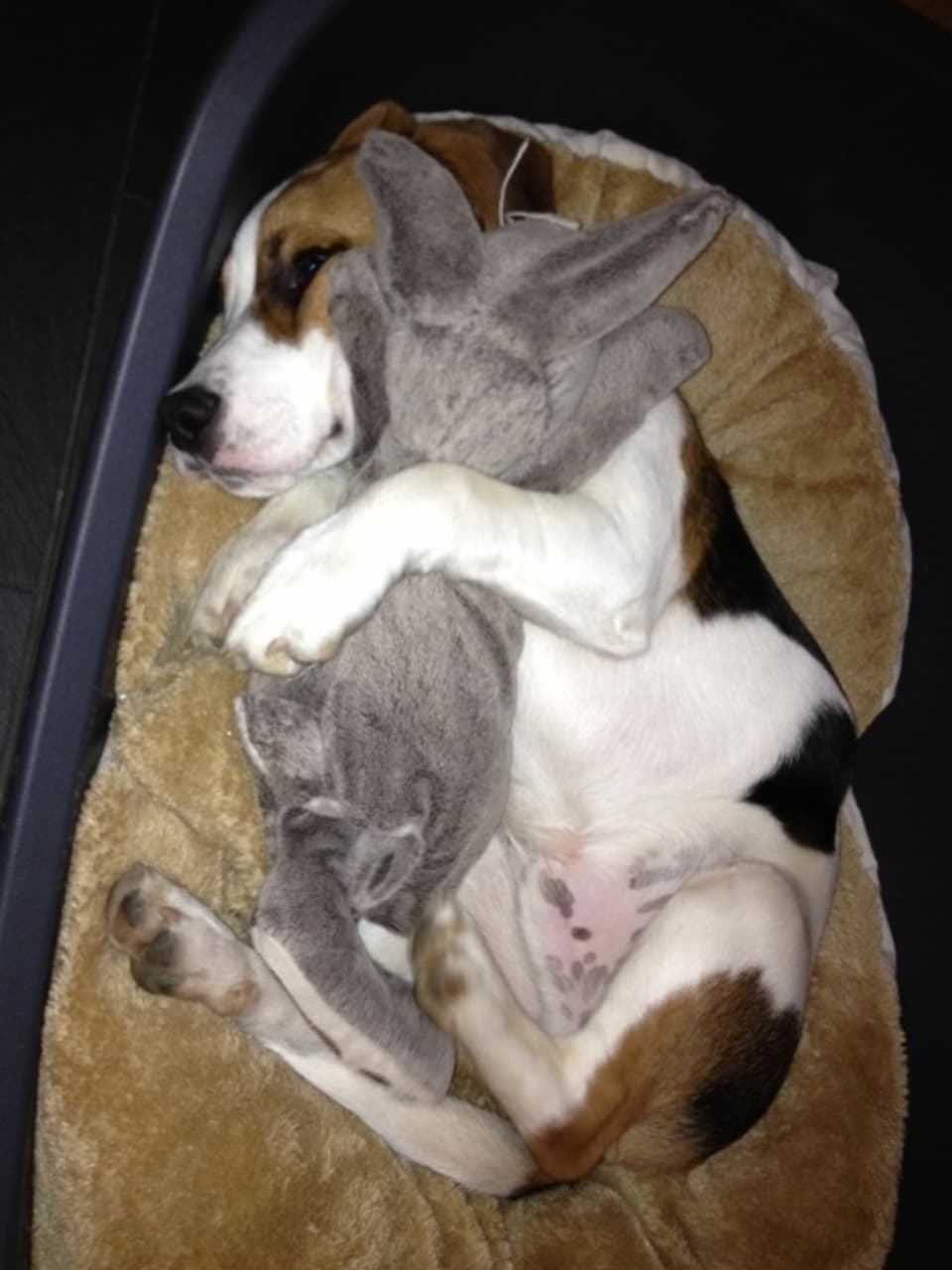 Beagle mit Stofftier im Arm.
