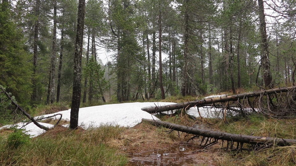 Ein Moorwald mit umgekippten Bäumen und Schnee auf dem Boden.