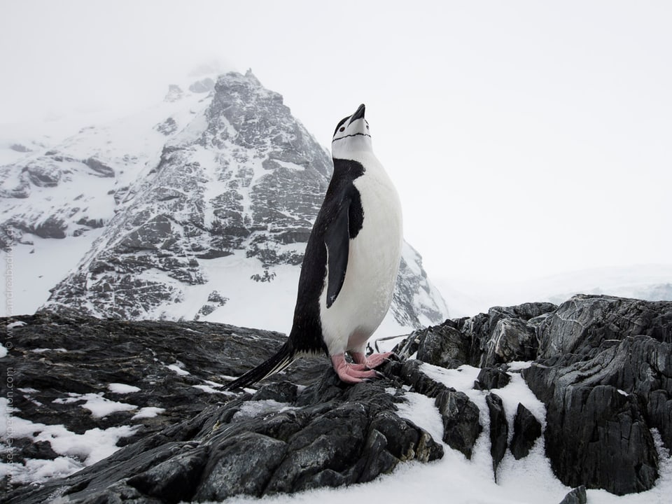 Ein Pingu vor einem schneebedeckten Berg