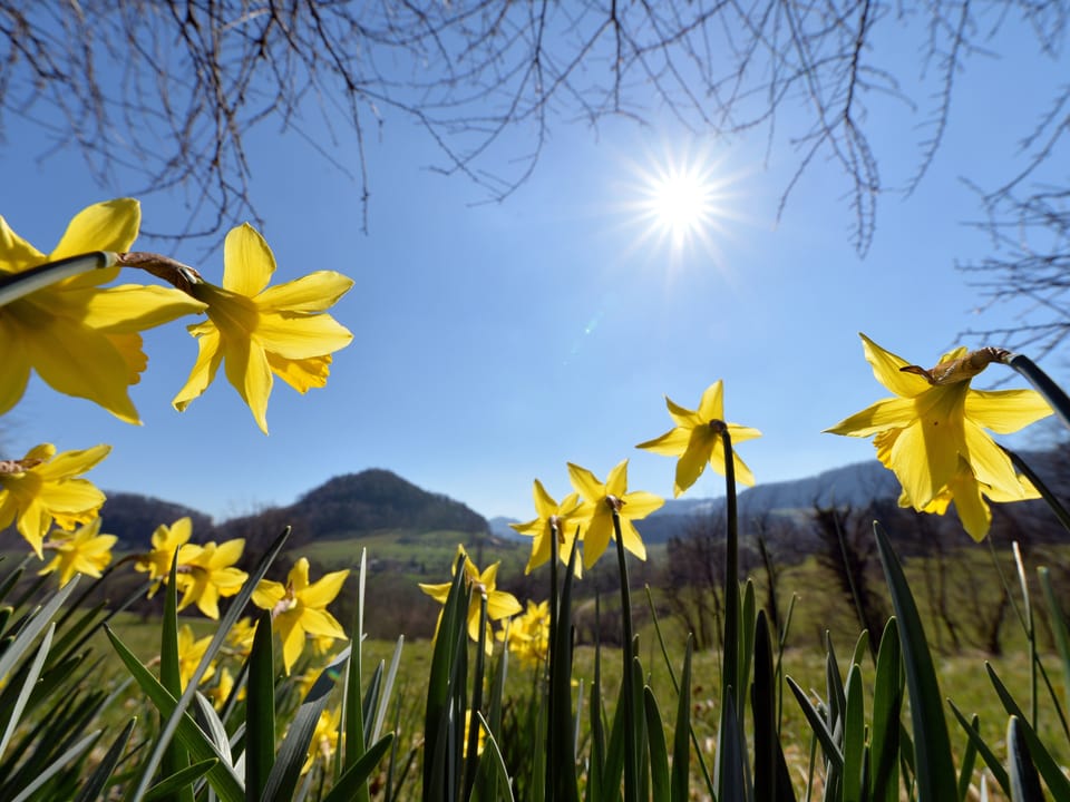 Osterglocken an der Sonne