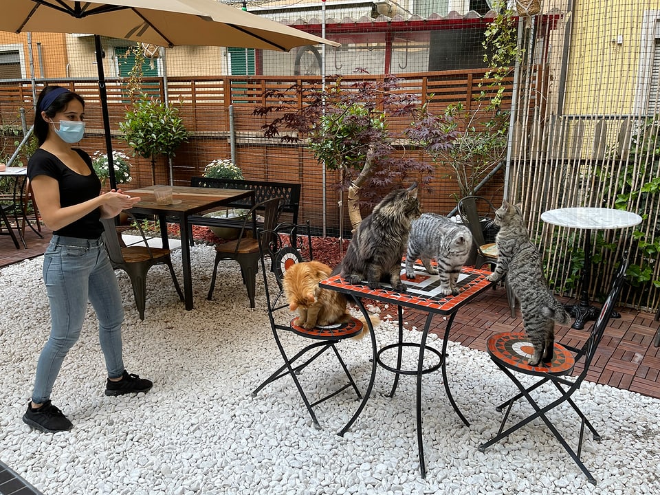 Frau steht neben Tisch mit vier Katzen