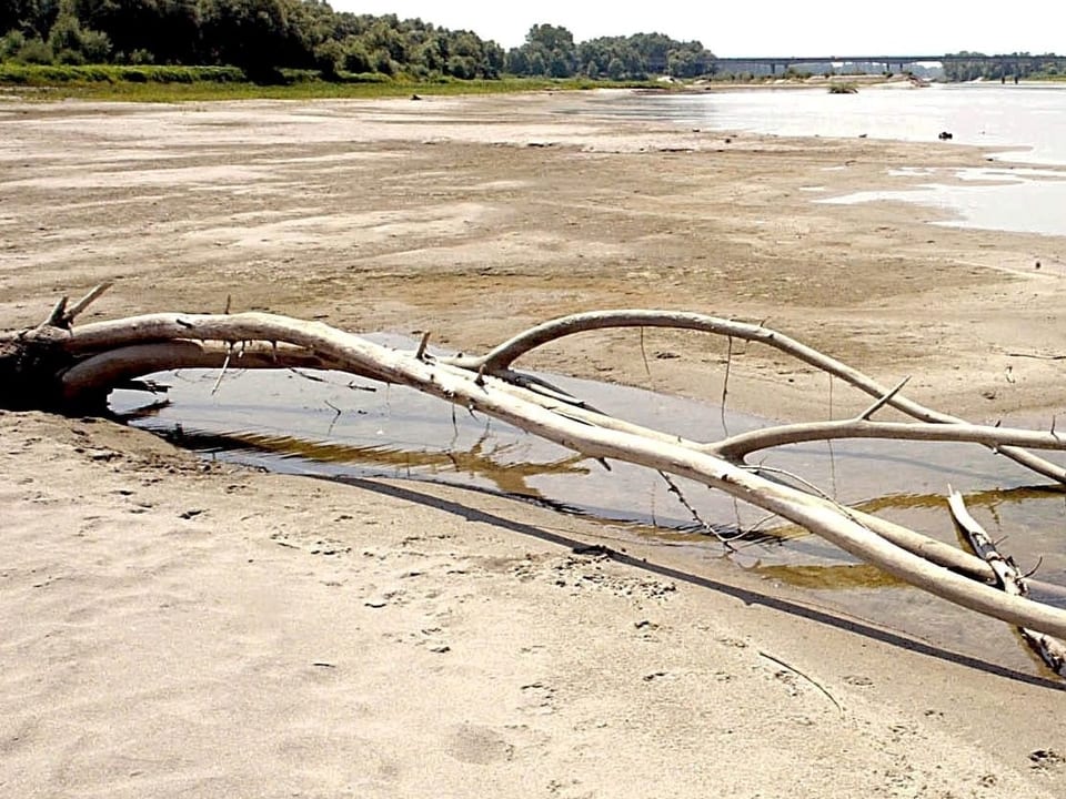 Niedrigwasser im Juni 2003 in der Poeebene, sandiges Ufer und ein angeschwemmter Baum am Sand.