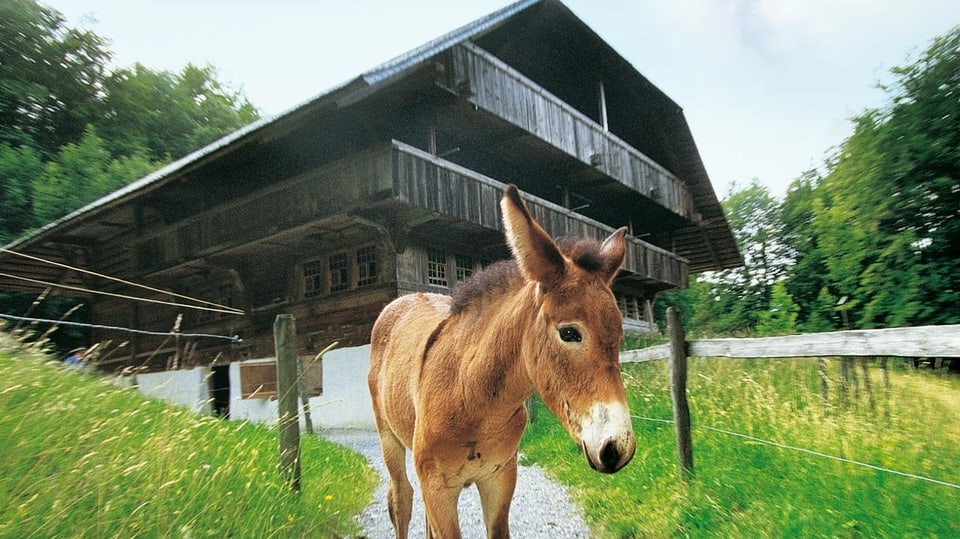 Ein Esel steht vor einem historischen Bauernhaus in Ballenberg.