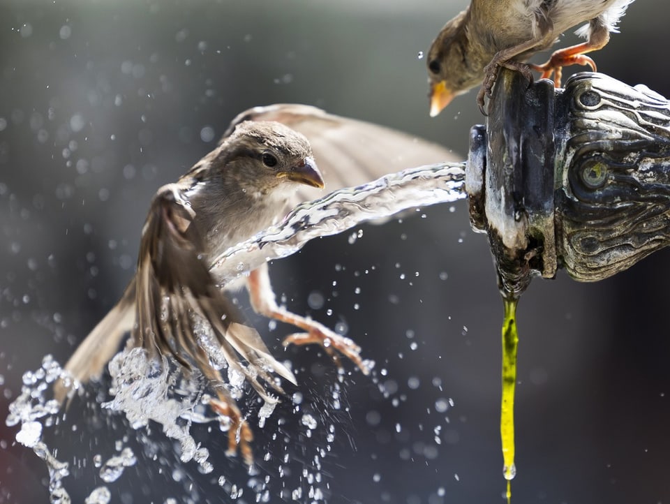 Vögel an einem Brunnen.
