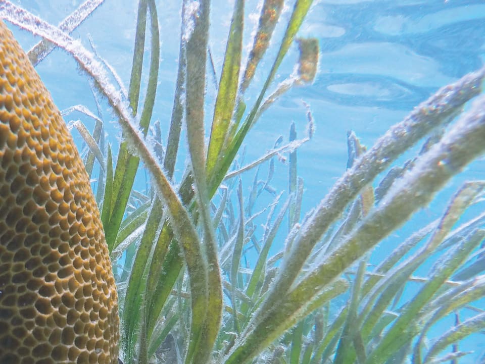 Leben nebeneinander: Korallen und Seegraswiesen in Indonesien. 