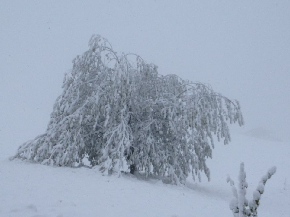 Tief verschneiter Baum.