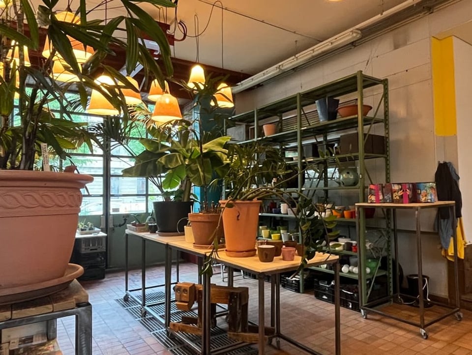 Verschieden grosse Pflanzen sind zum Verkauf aufgestellt. Der Raum ist mit vielen einzelnen Lampen ausgestattet.