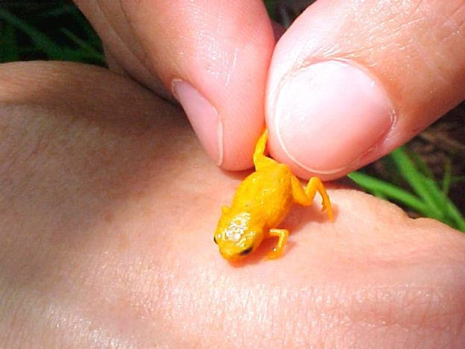 Eine Person hält einen gelben Frosch am Hinterbein und zeigt so, wie klein er ist.