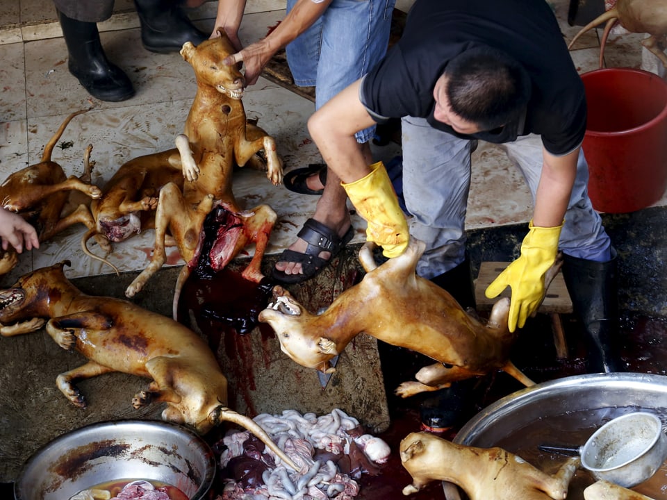 Hundeschlachthaus im chinesischen Yulin