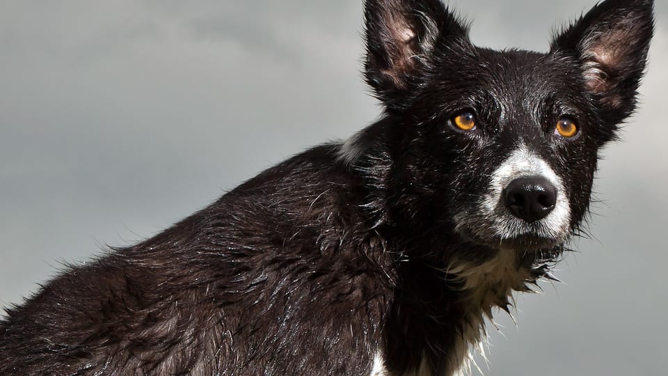 Alltag & Umwelt Trifft Mensch auf Hund, gibt der Klügere nach Puls